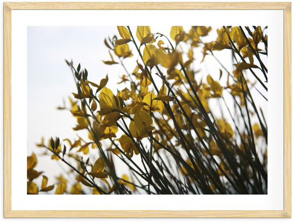 Yellow Flowers Poster