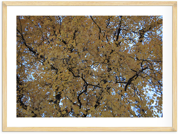 Autumn Trees Poster