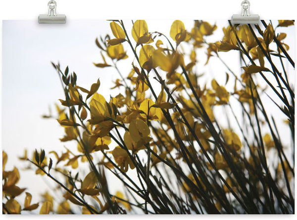 Yellow Flowers Poster